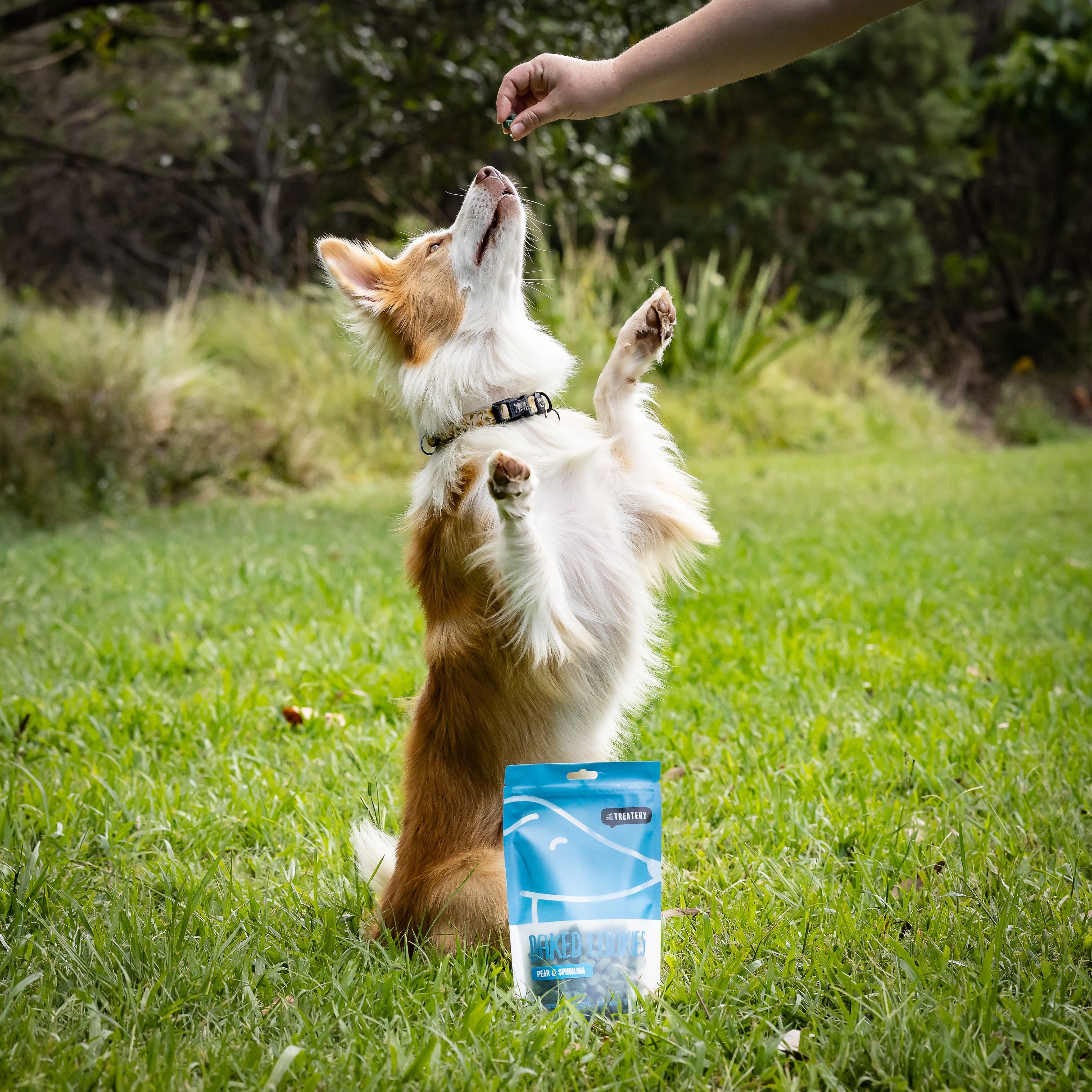 Dog standing for pear dog treats during training outdoors.