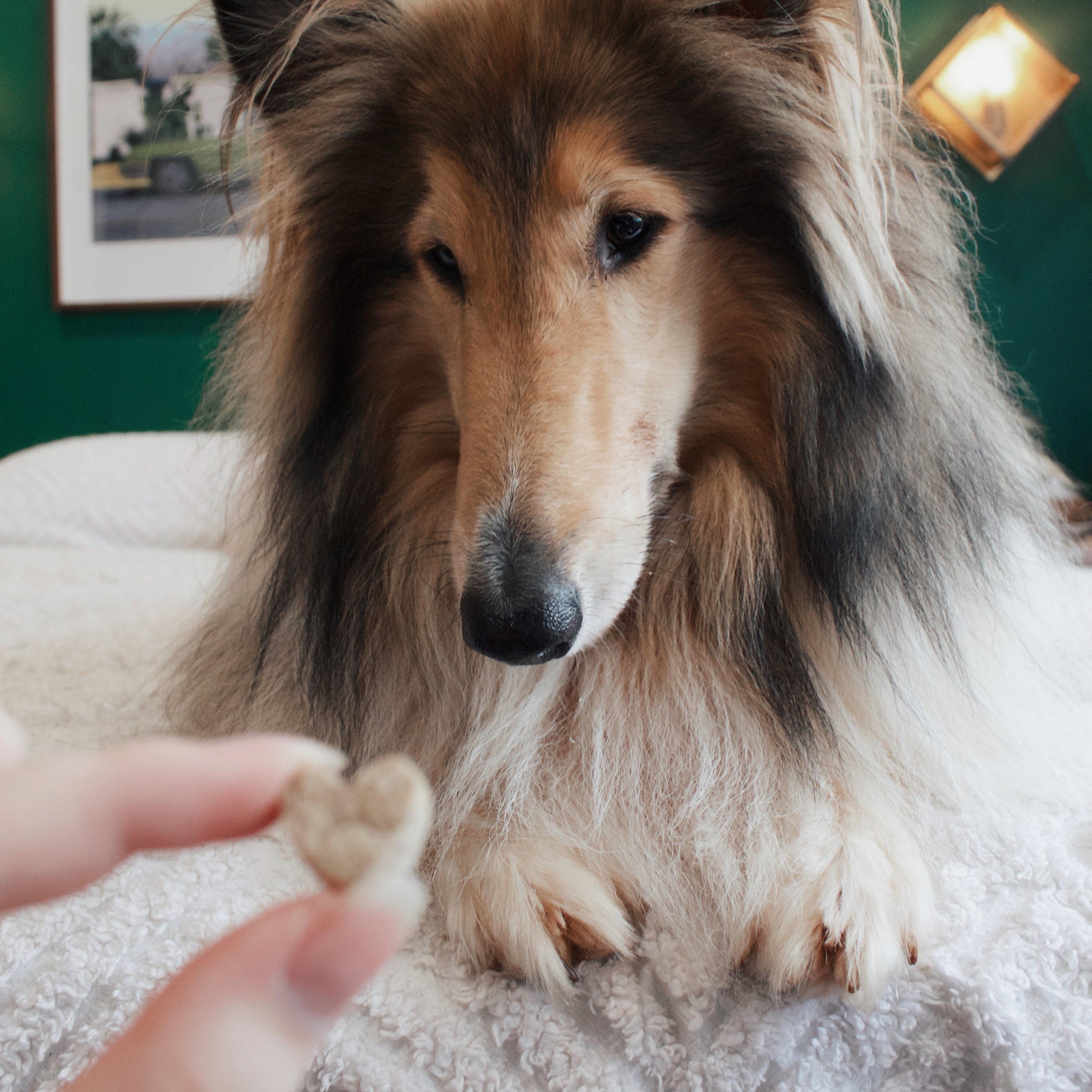 Dog staring at heart-shaped peanut butter and banana cookies for dogs.
