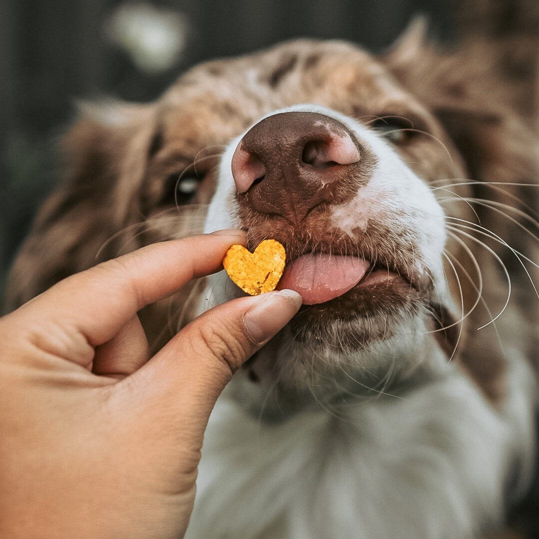 Dog tasting heart-shaped sweet potato cookies.