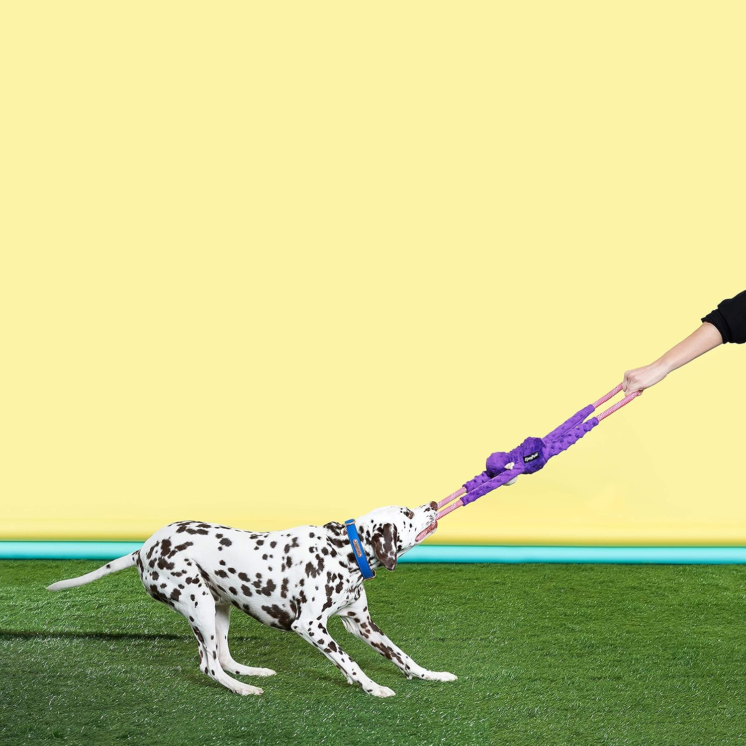 Dog tugging Zippy Paws RopeTugz Purple Monkey toy, durable plush toys for dogs.