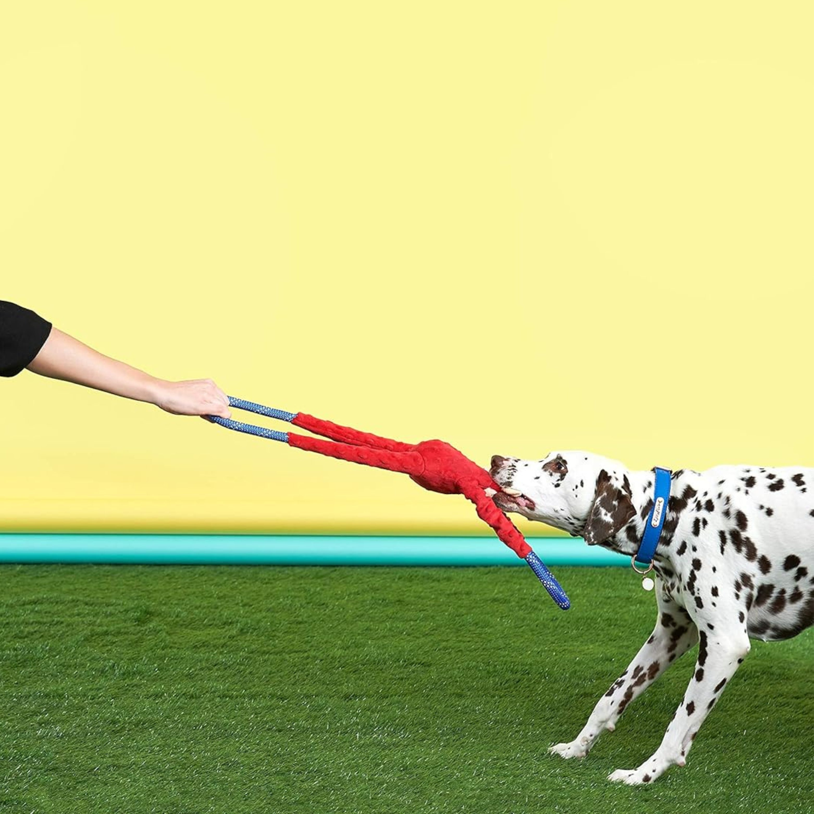 Dog tugging on ZippyPaws Pink Monkey RopeTugz Interactive Squeaky Toy with owner.