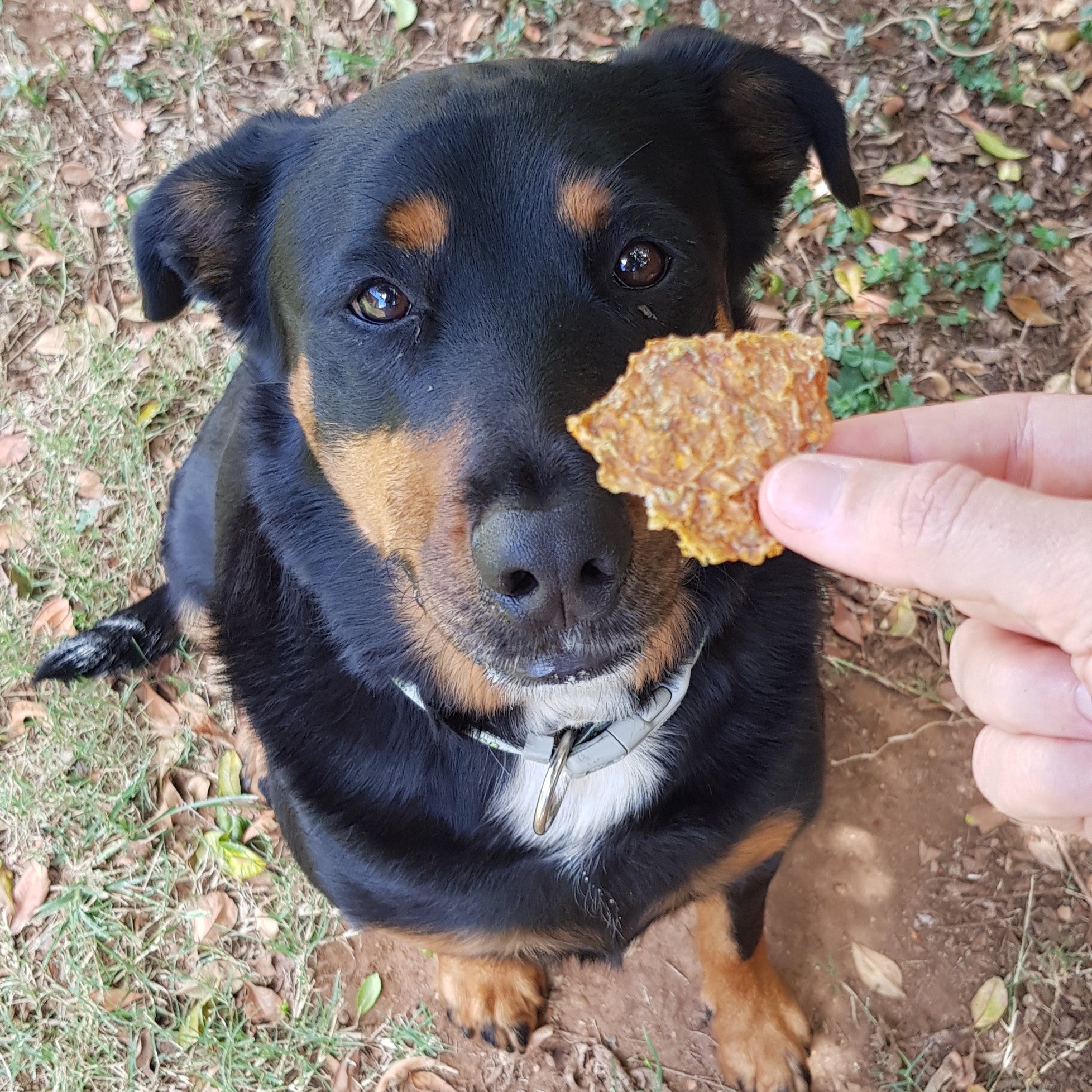 Dog waiting for crunchy treat made with pumpkin for dogs.