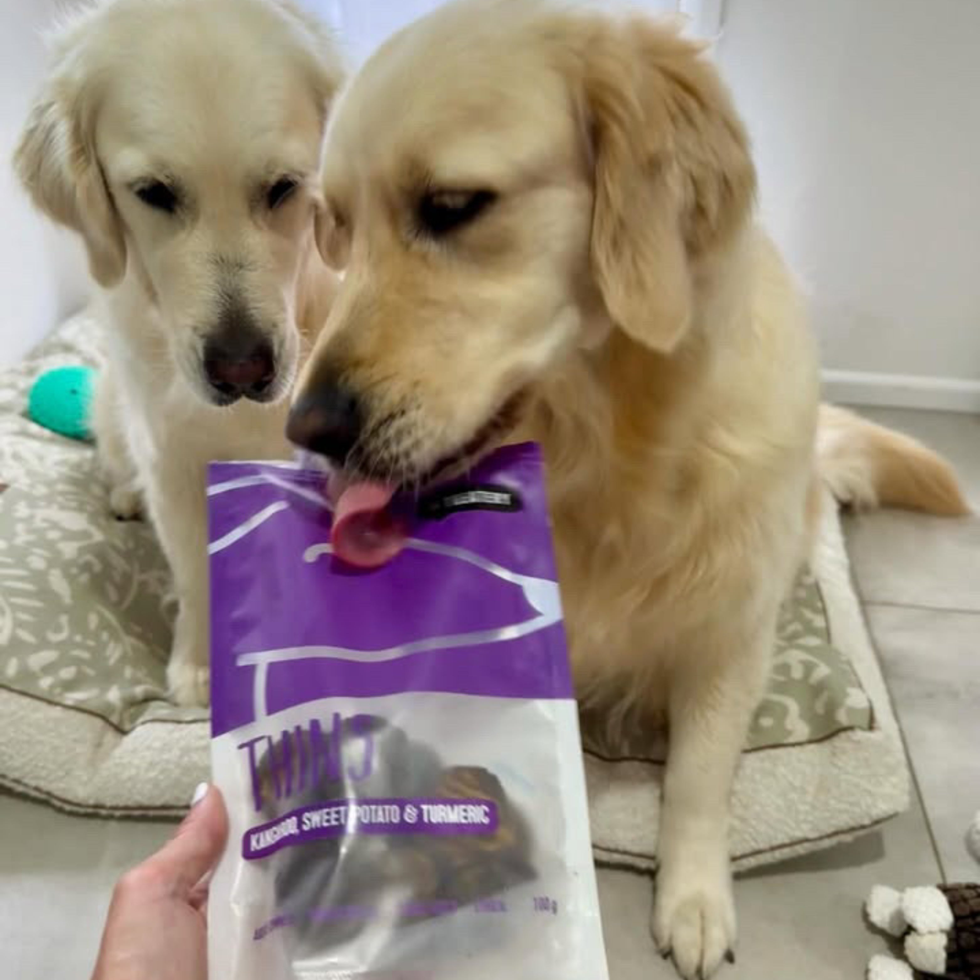Dogs enjoying kangaroo meat dog treats with sweet potato and turmeric flavor.
