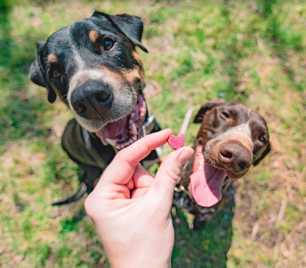 Dogs excited for heart-shaped beetroot dog treats outdoors.
