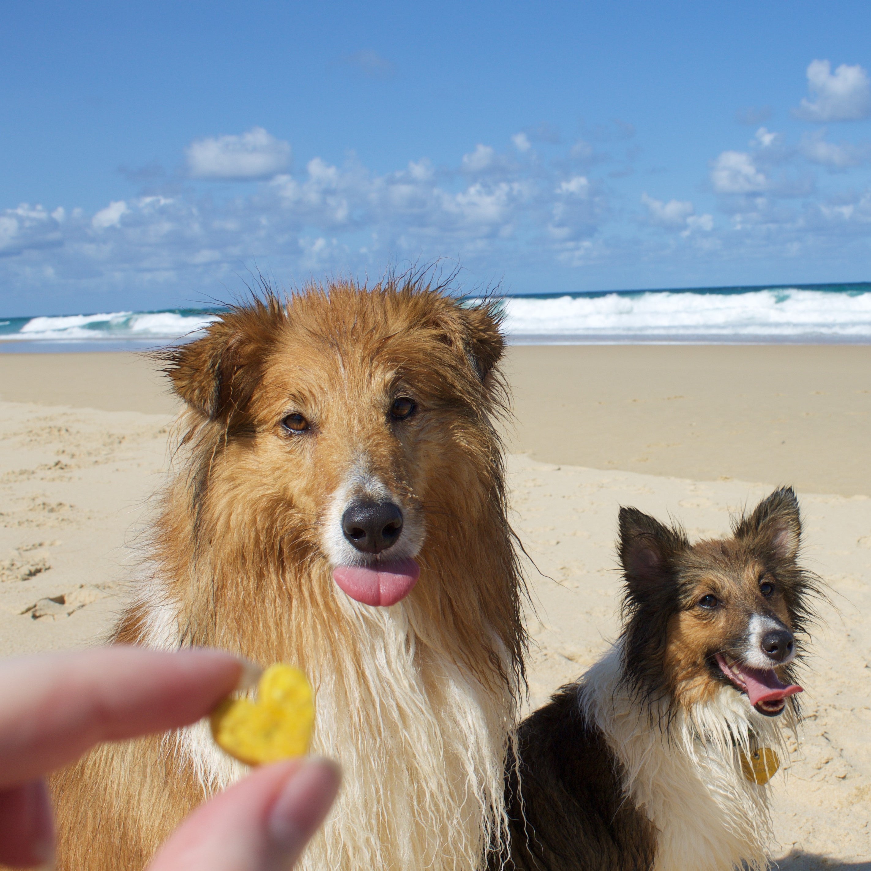 Dogs on beach enjoying sweet potato turmeric dog treats.