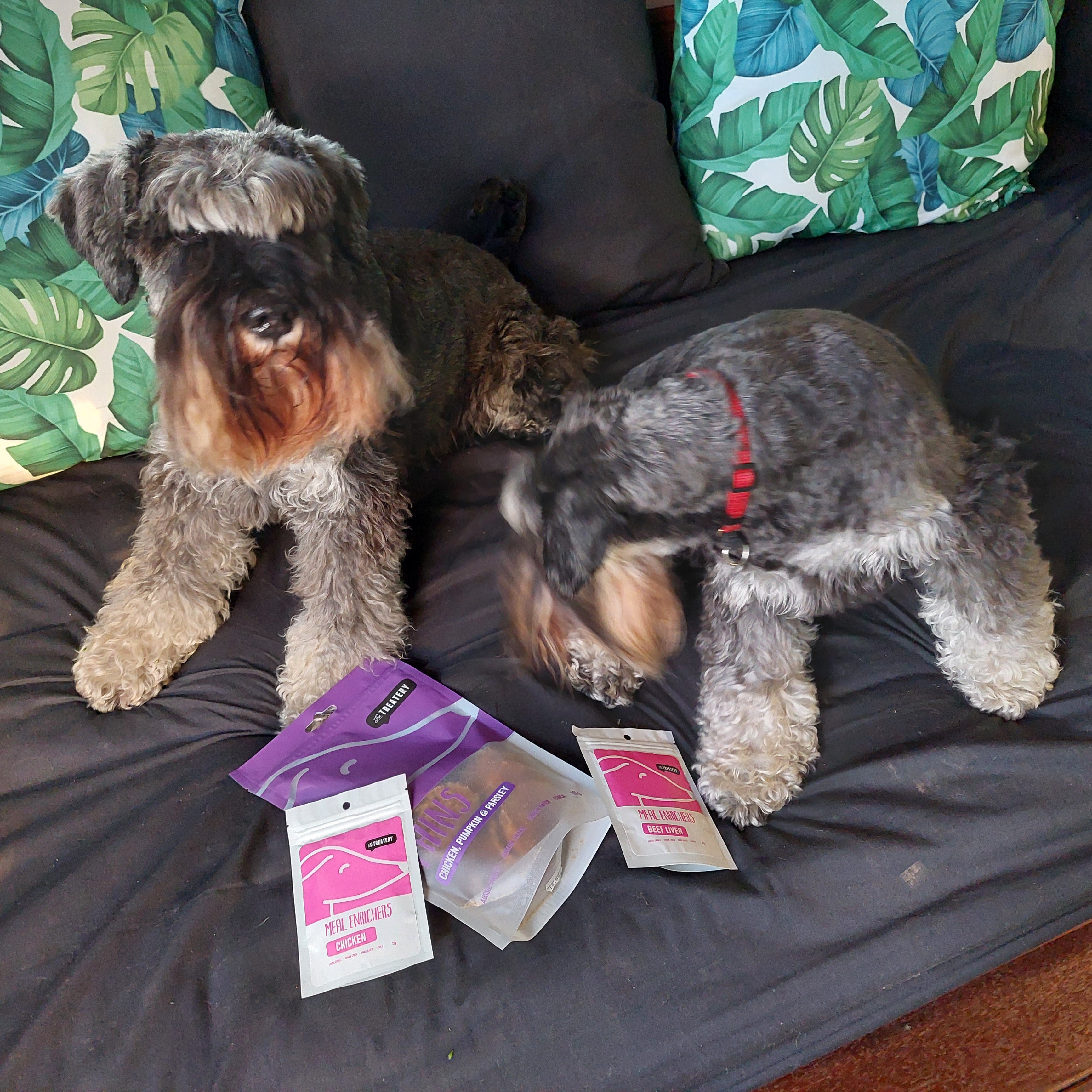 Dogs with Treatery chicken and parsley dog treats on a couch.