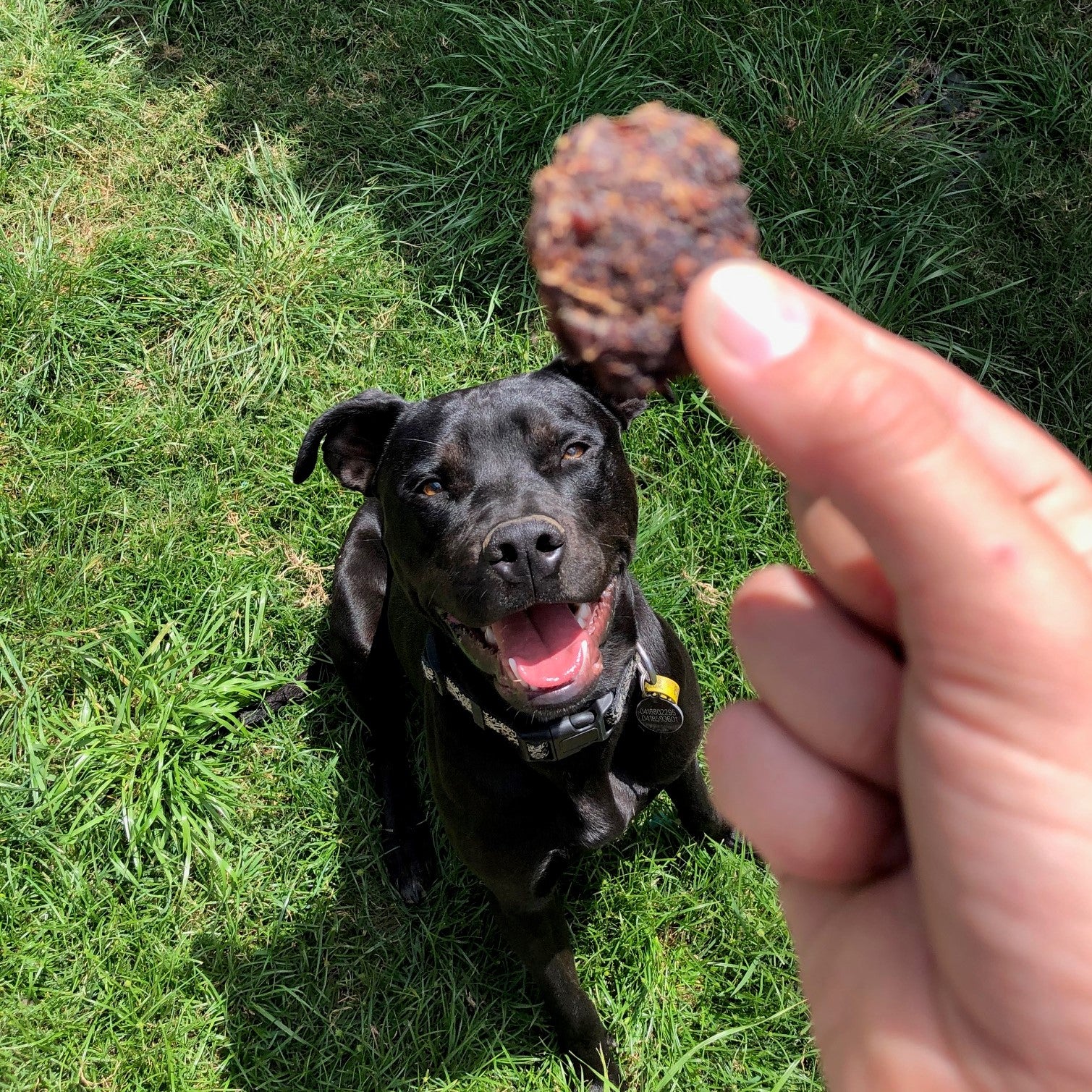 Excited black dog looking at Kangaroo, Sweet Potato & Turmeric Dog Treat Thins in hand