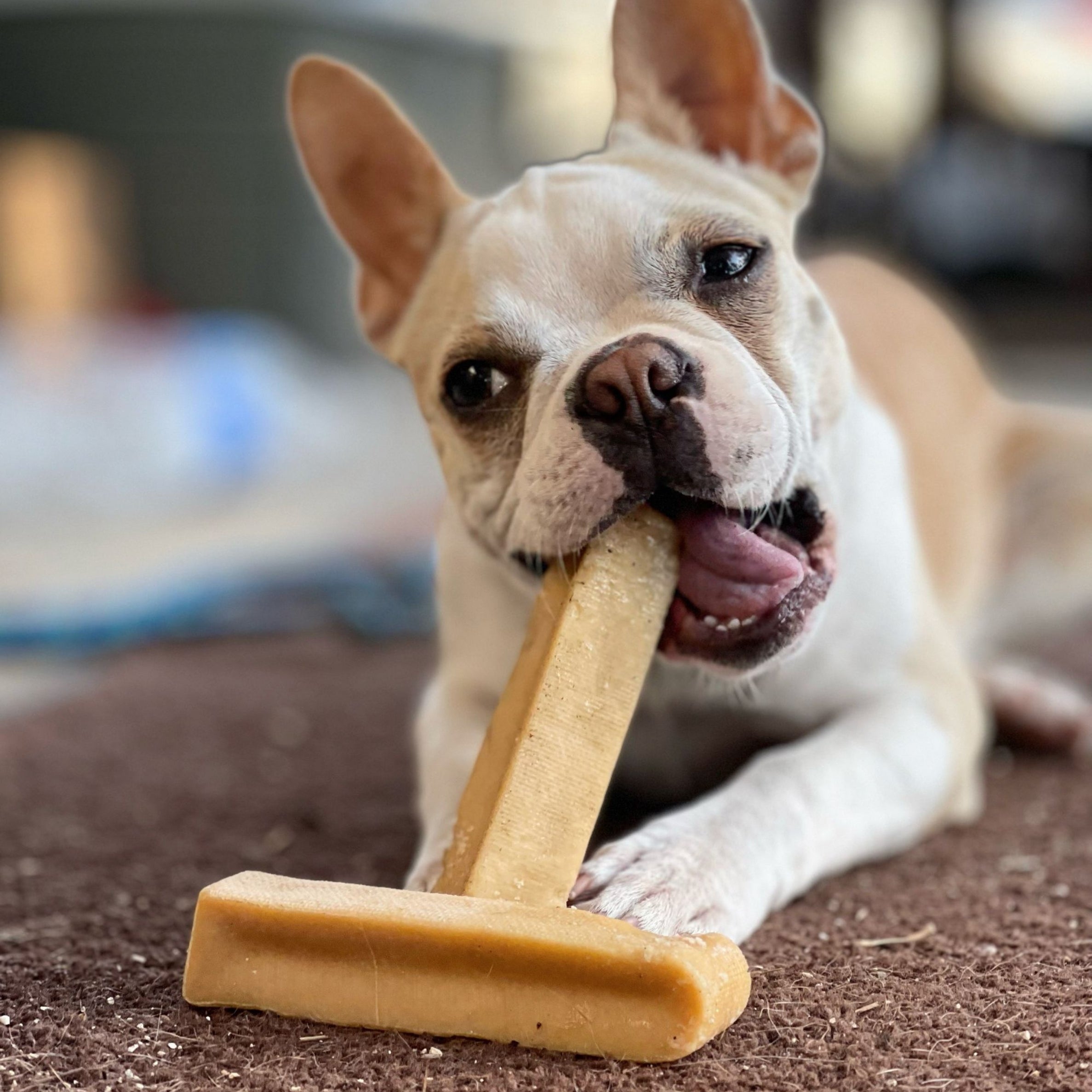 French bulldog chewing Himalayan cheese dog chew, perfect long-lasting Himalayan dog chew.