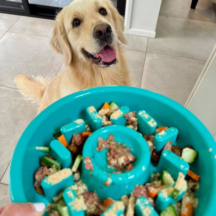 Golden retriever with ZippyPaws Happy Bowl Slow Feeder filled with food encourages slower eating and mental enrichment.