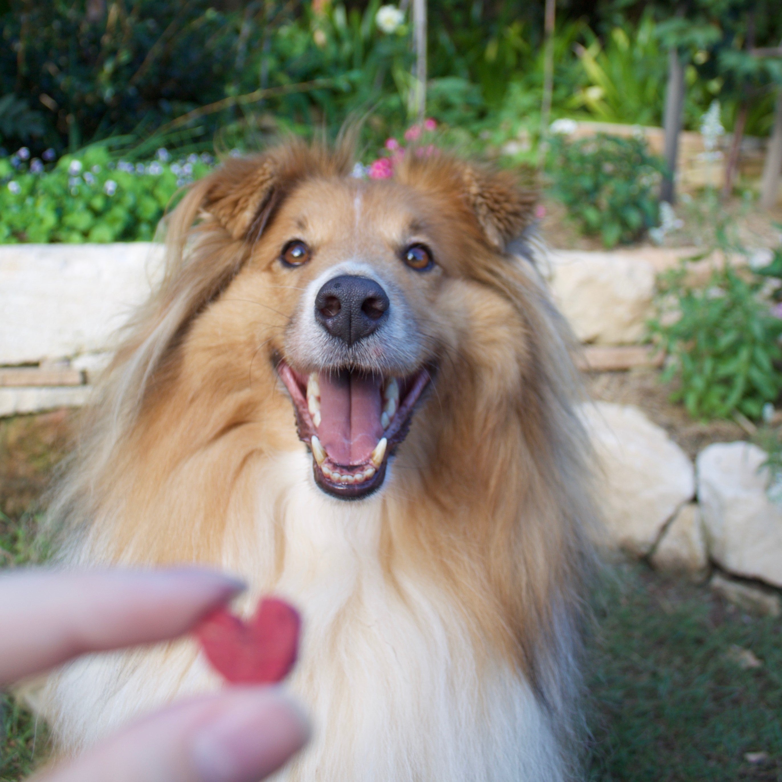 Happy dog enjoying beet & basil dog treats in the garden.