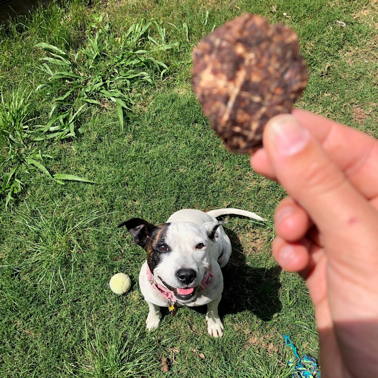 Happy dog waiting for Kangaroo, Sweet Potato & Turmeric Dog Treat Thins outdoors