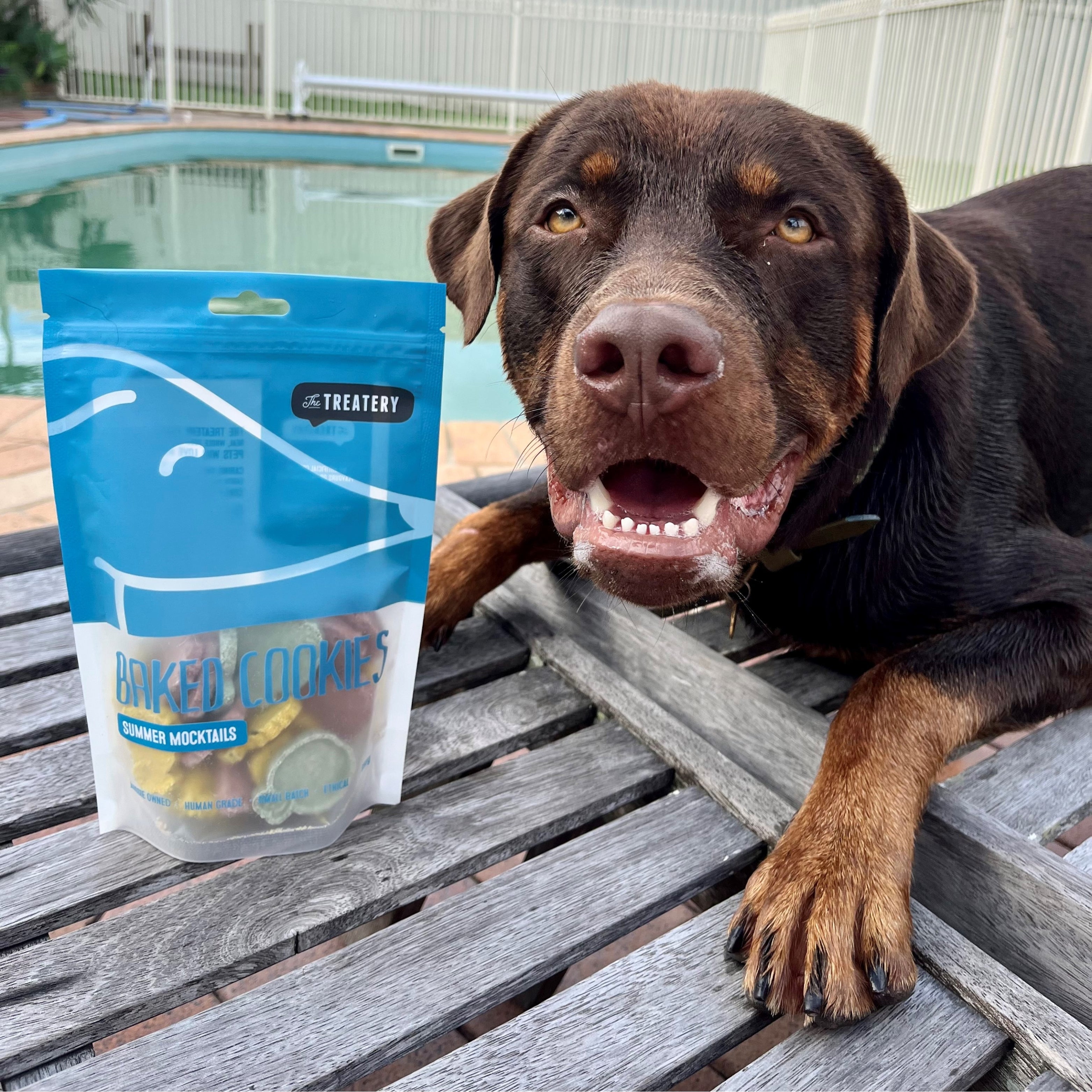 Happy dog with Summer Mocktails baked cookies, refreshing summer treats for dogs.