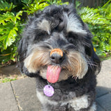 Happy dog with smooth peanut butter for dogs on its nose and tongue