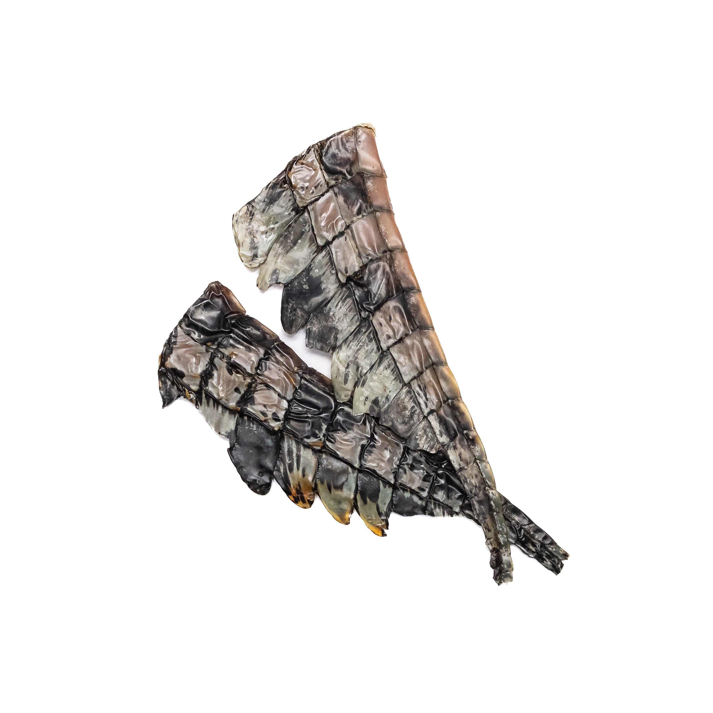 Natural crocodile treats dogs chew made from Australian crocodile tail rich in lean protein and collagen
