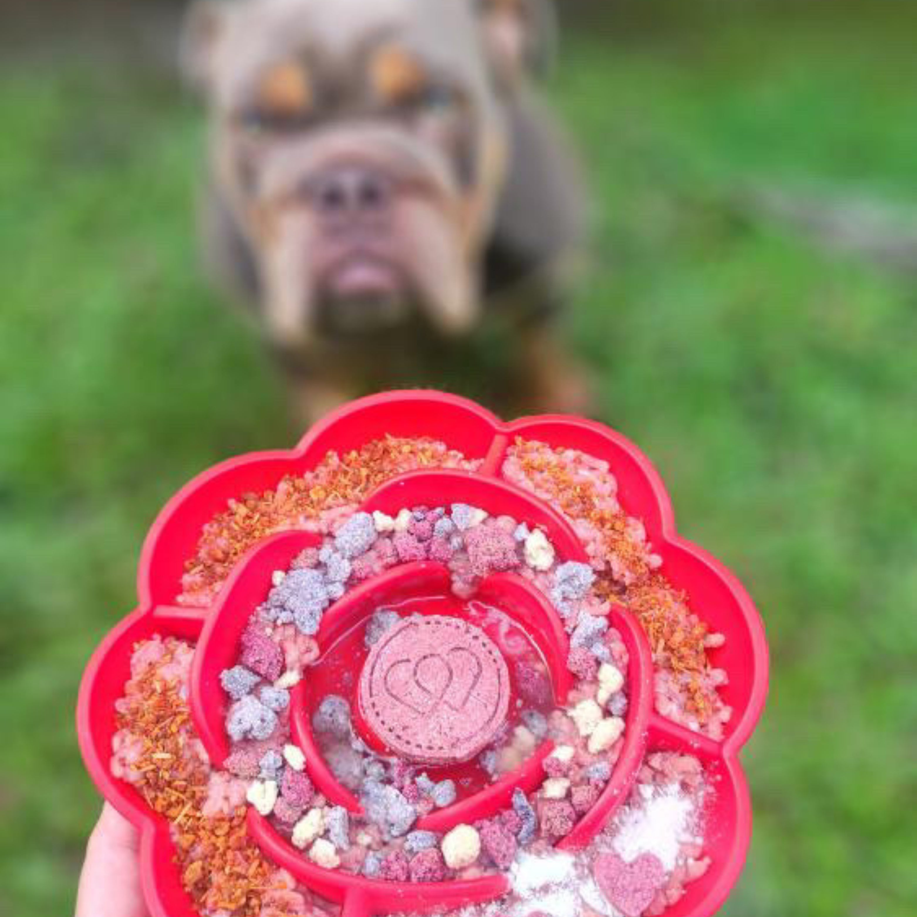 Person holding red Rose Flower Slow Feeder filled with treats while a dog waits to eat promoting enrichment and slow feeding.