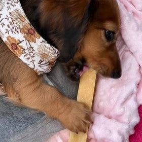 Puppy chewing Himalayan dog chew cheese, gentle long-lasting chew for teething dogs.