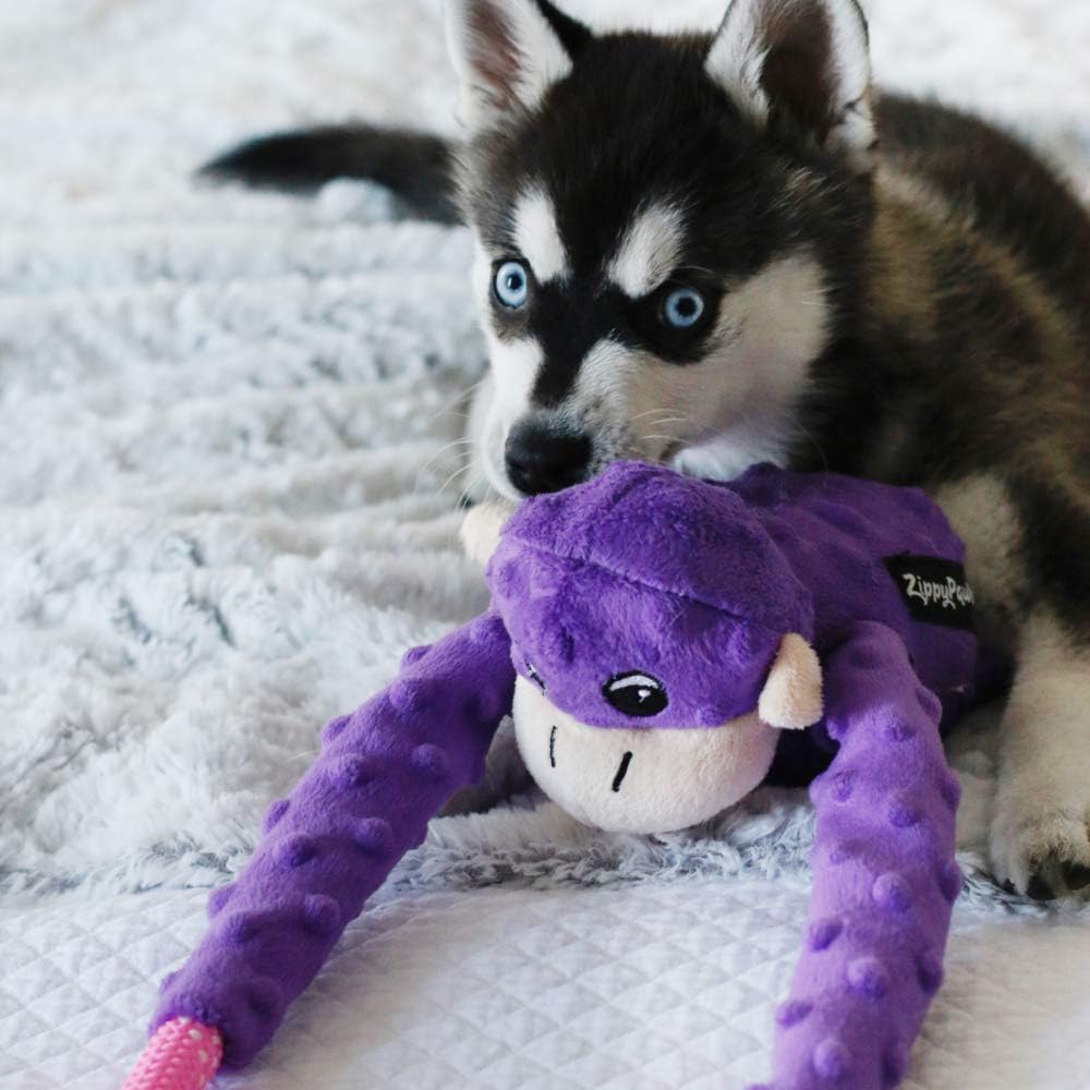 Puppy chewing Zippy Paws Purple Monkey RopeTugz plush toy, soft plush toy for your dog.
