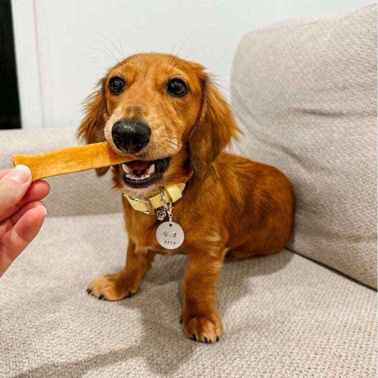 Small dog with Himalayan cheese dog chew, natural chew helps clean teeth and gums.