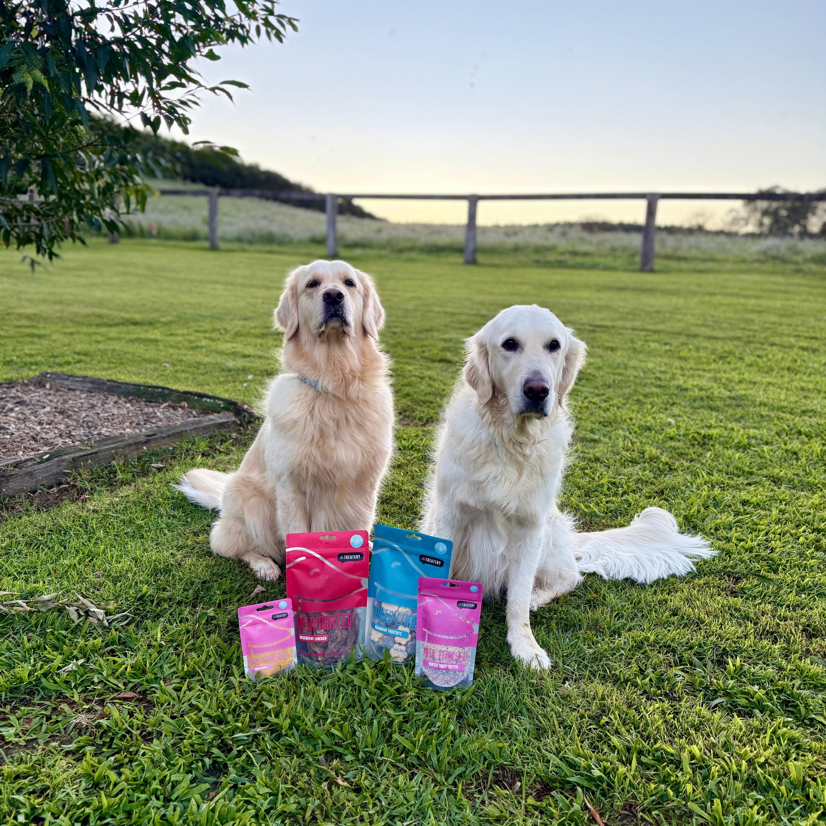Two dogs sitting on grass with pet food packages in front of them.