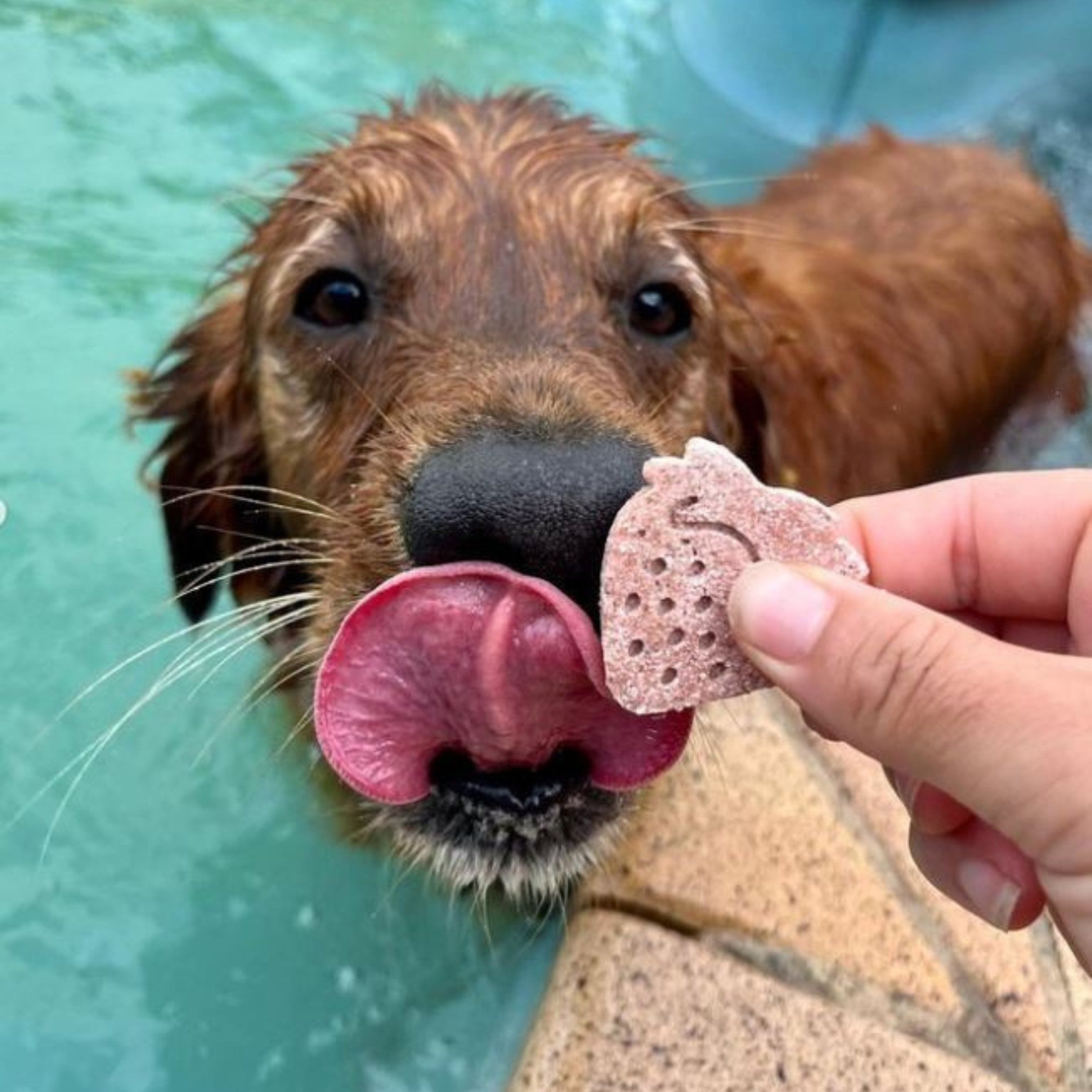 Wet dog tasting strawberry-shaped cookie, refreshing frozen dog treats for summer.