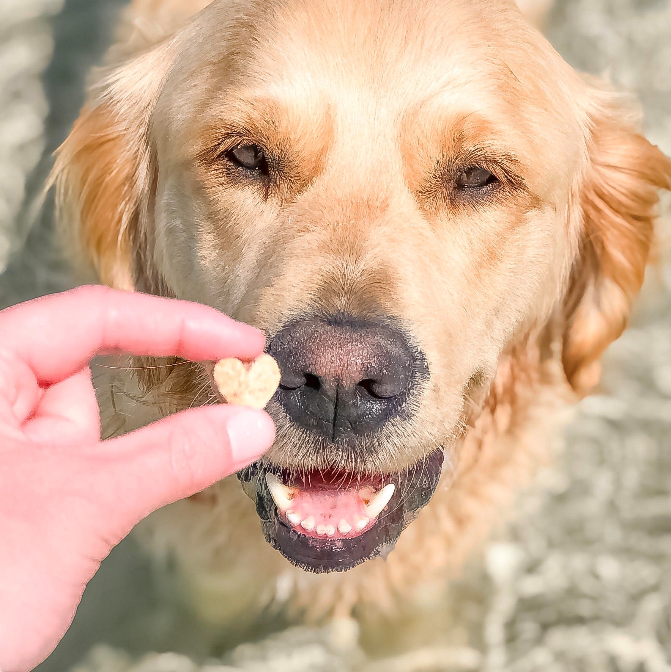 Spring Cookie & Protein Enrichment Bundle